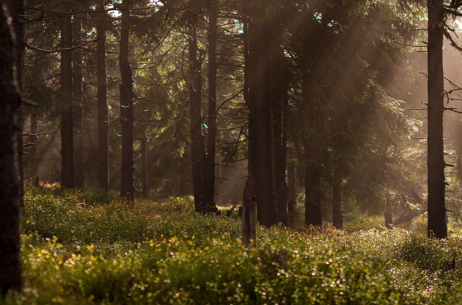 nature